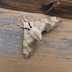 Smerinthinae