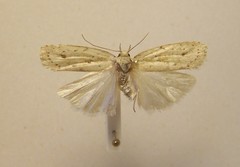 Agriophara colligatella