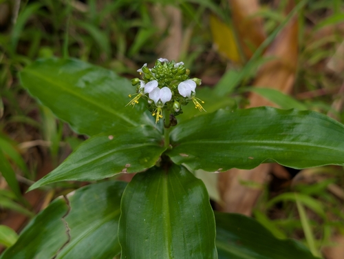 Aneilema beniniense observed 2026-03-31