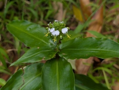 Aneilema beniniense, photograph author not stated, no rights reserved