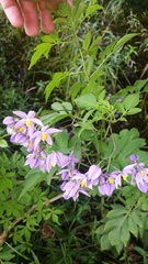 Solanum seaforthianum