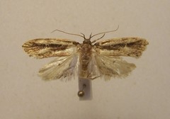 Atomotricha isogama