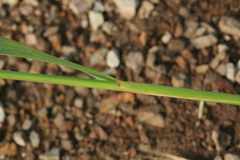 Elymus dahuricus