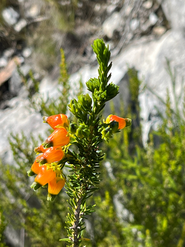 Plain Chinese Lantern Heath (Erica blenna)