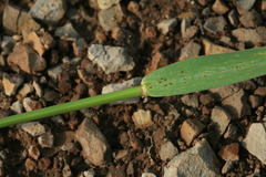 Elymus dahuricus