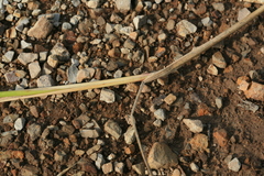 Elymus dahuricus
