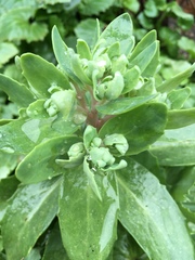 Hylotelephium telephium