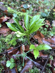 Cardamine enneaphyllos