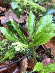 Cardamine enneaphyllos