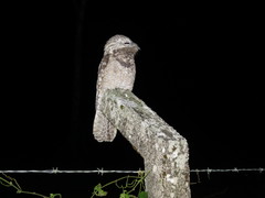 Great Potoo photo 4