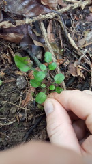 Coprosma spathulata
