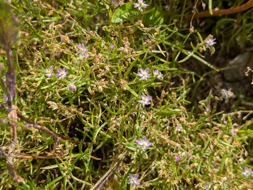 Spergularia marina observed 2026-03-31