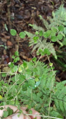 Coprosma spathulata