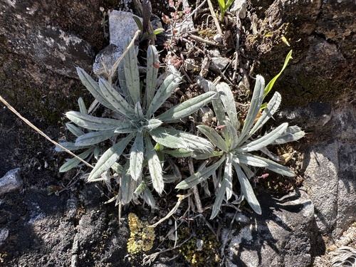 White-leaved bugloss (Echium albicans)