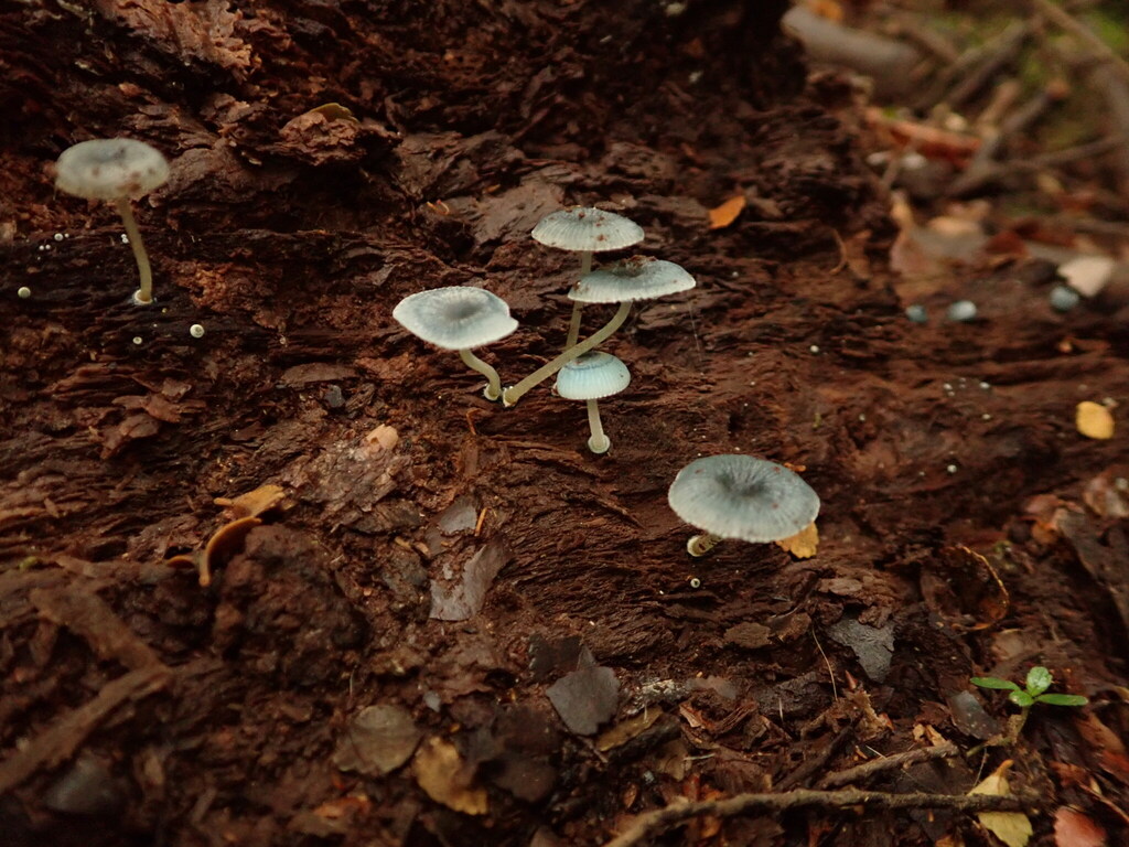 Mycena interrupta · April 2026 · photo: © stellafish (iNaturalist, cc-by)