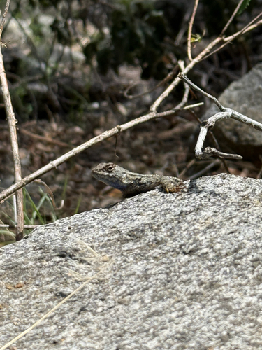 iNaturalist observation photo of Western Fence Lizard
