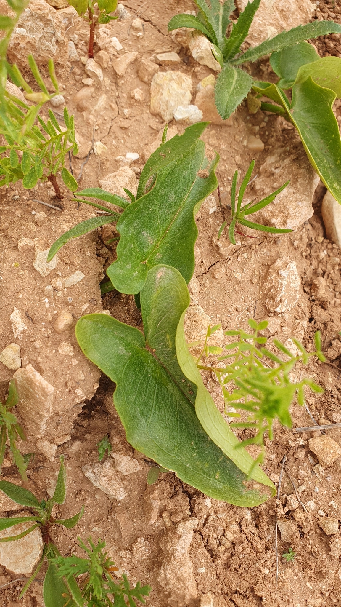 Mousetail Plant (Arisarum simorrhinum)