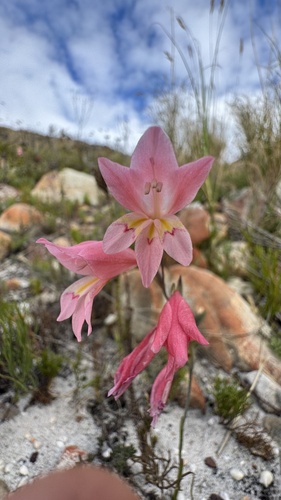 Autumn Pypie (Gladiolus brevifolius)