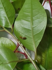 Papilio fuscus capaneus