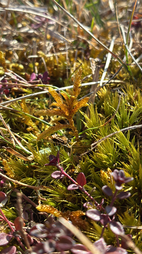 Lime Entodon Moss (Entodon concinnus)