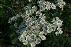 Achillea acuminata