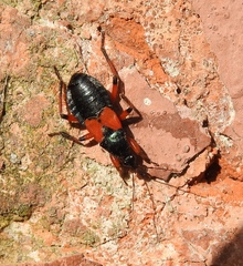 Prostemma aeneicolle