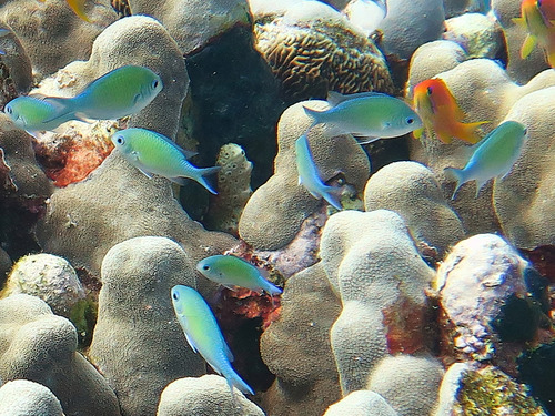 Chromis viridis