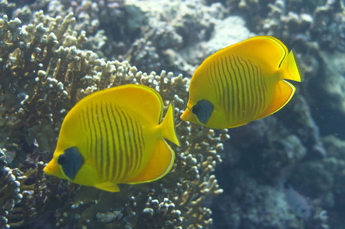 Chaetodon semilarvatus