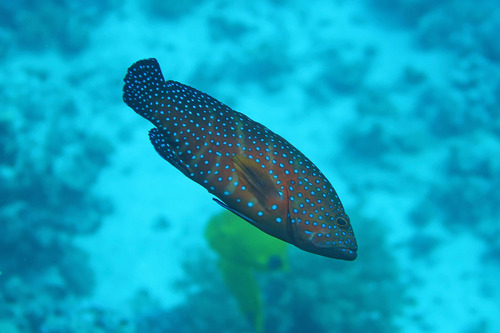 Cephalopholis miniata