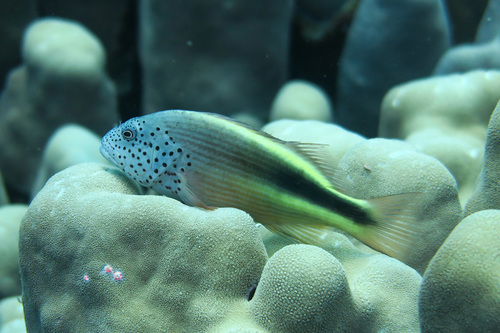 Paracirrhites forsteri