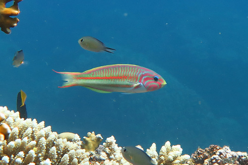 Thalassoma rueppellii