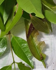 Papilio fuscus capaneus