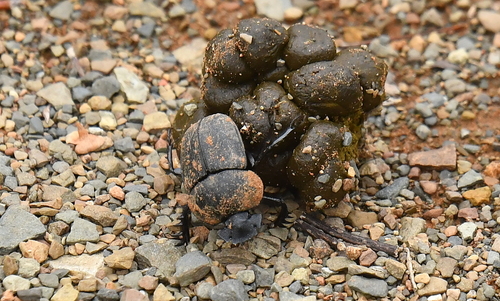 Scarabaeus viator