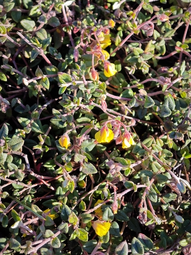yellow rock rose (Helianthemum marifolium)