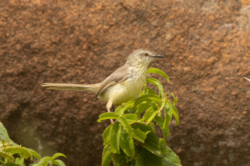 Drakensberg Prinia (Prinia hypoxantha), photo 4