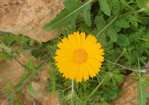 Cladanthus arabicus, photograph 4