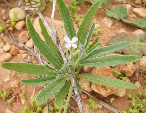 Smallflower Stock (Matthiola parviflora)
