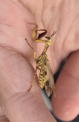 Paramantispa decorata