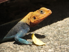 Agama lionotus