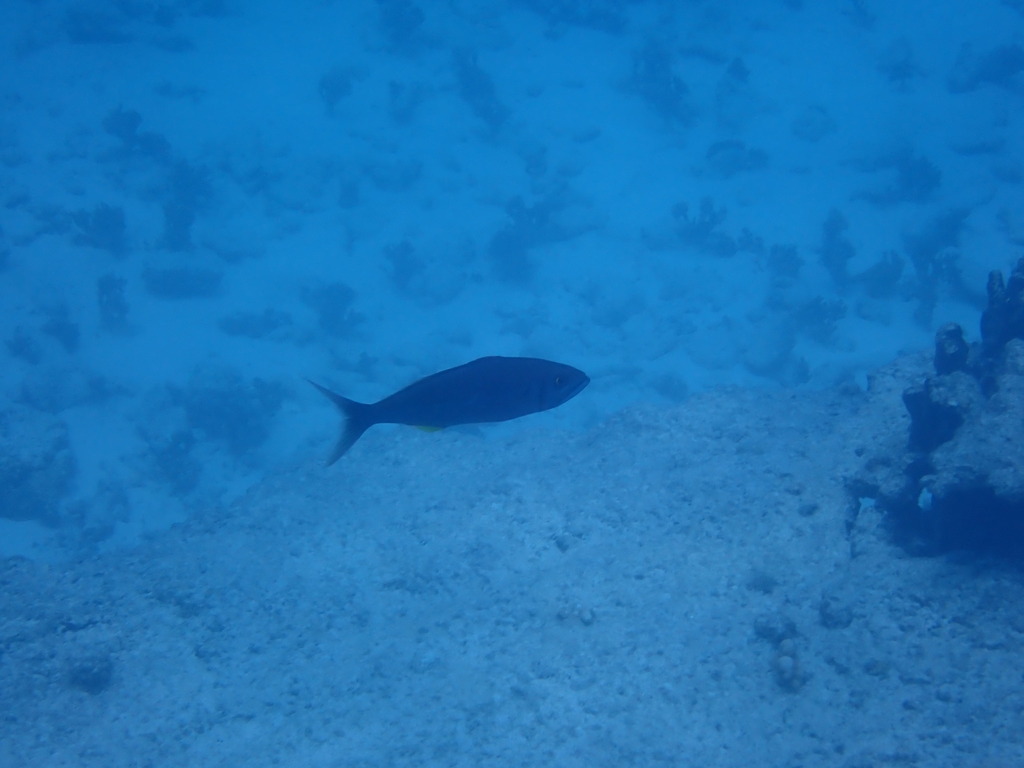 Small toothed jobfish