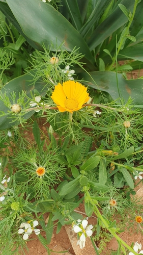 Cladanthus arabicus, photograph 3