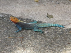 Agama lionotus