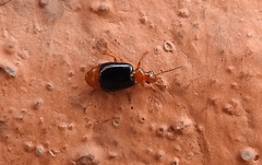 Lebia marginata