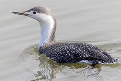 Red-Throated Loon photo 4