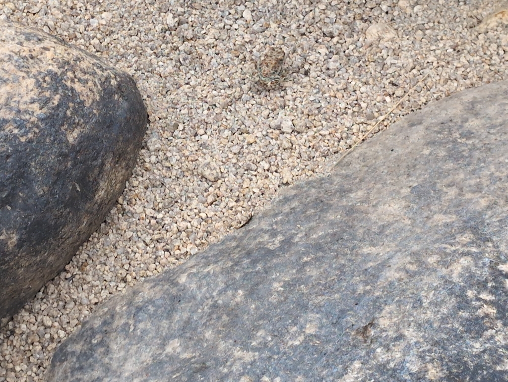 Red-spotted Toad from Joshua Tree National Park, San Bernardino County ...