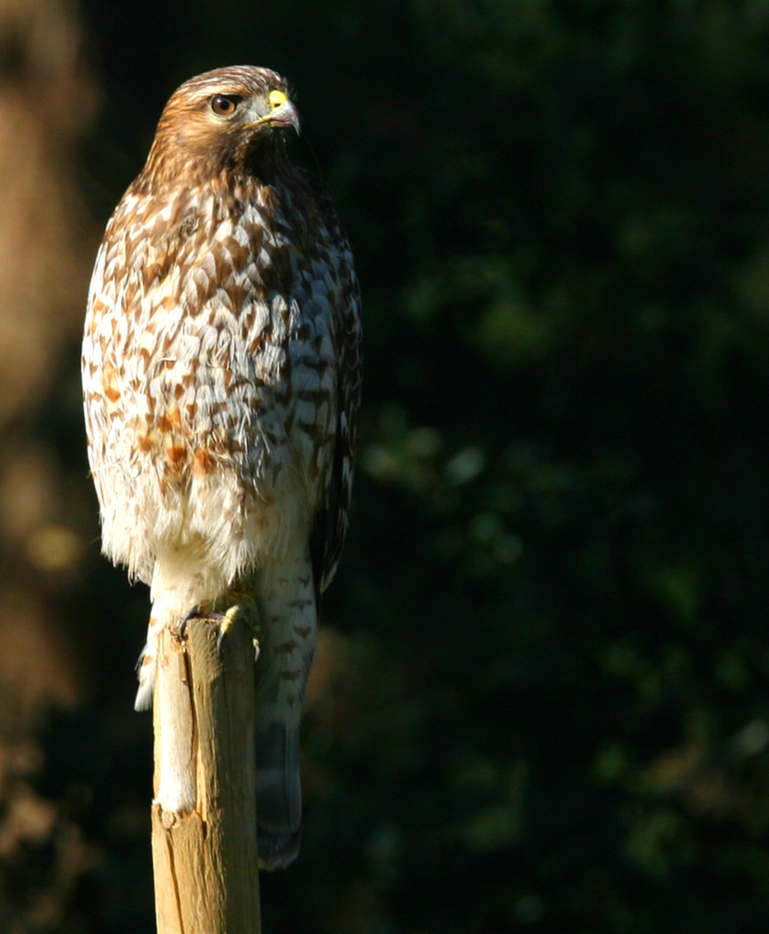 Red-shouldered Hawk (Birds of Wild Basin) · iNaturalist