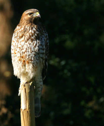 Red-shouldered Hawk (Birds of Alabama) · iNaturalist