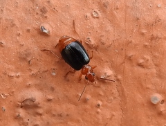 Lebia marginata
