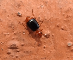 Lebia marginata