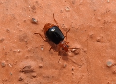 Lebia marginata